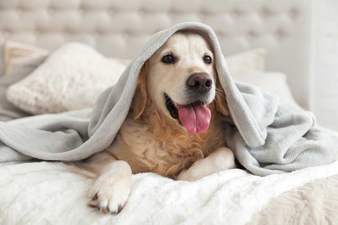 Dog sitting on bed with a blanket over its head