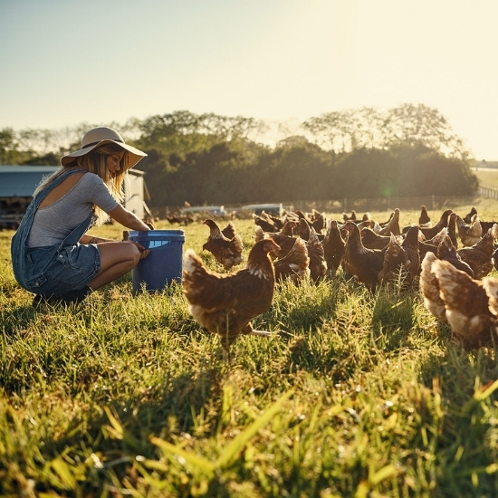 chicken farm